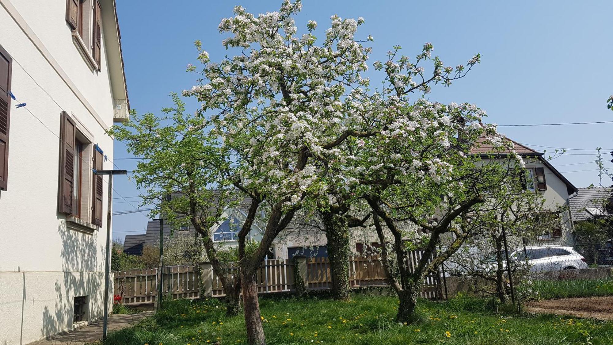 Maison Les 3 Roses Wolfisheim ภายนอก รูปภาพ